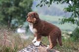 BERGER AUSTRALIEN PUPPIES 869